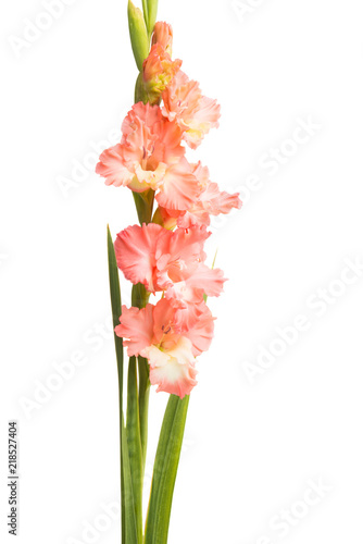 beautiful gladiolus flowers isolated