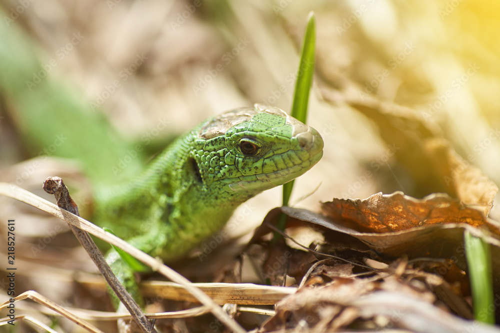 Fototapeta premium A green lizard crawling on a dry grass close up.