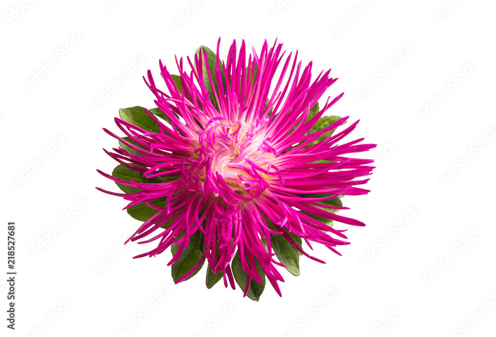beautiful asters isolated beautiful asters isolated