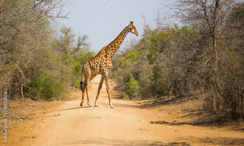 Photography Girrafe  Africa Safari Kruger