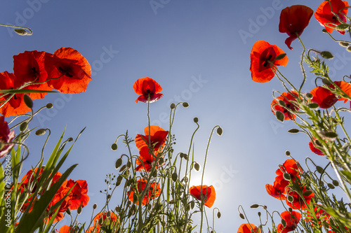 Fototapeta Naklejka Na Ścianę i Meble -  Low angle view of wonderful bright fully blooming red poppies and buds on high green stems lit by summer sun against bright blue sky. Beauty and tenderness of nature concept.