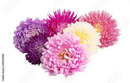 beautiful asters isolated