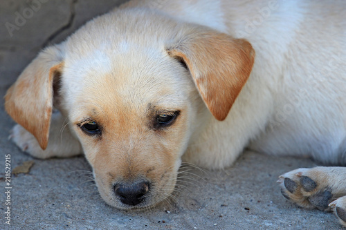 portrait of a sad puppy © sosnytskyi