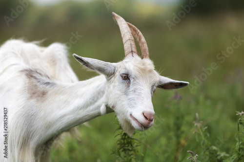 Close-up profile portrait of nice white hairy bearded goats with long horns on bright sunny warm summer day on blurred green grassy fieldsand trees background. photo