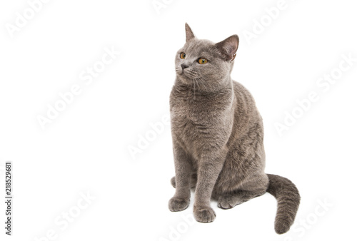 gray cat isolated