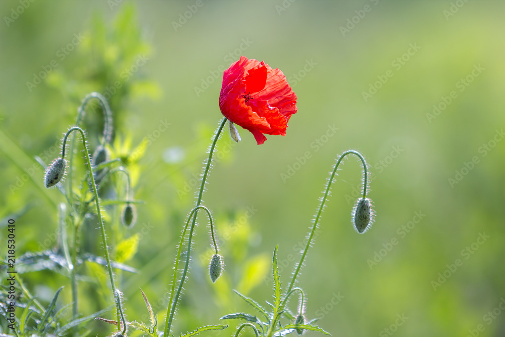 Naklejka premium Close-up of tender blooming lit by summer sun one red wild poppy and undiluted flower buds on high stems on blurred bright green summer background. Beauty and tenderness of nature concept.