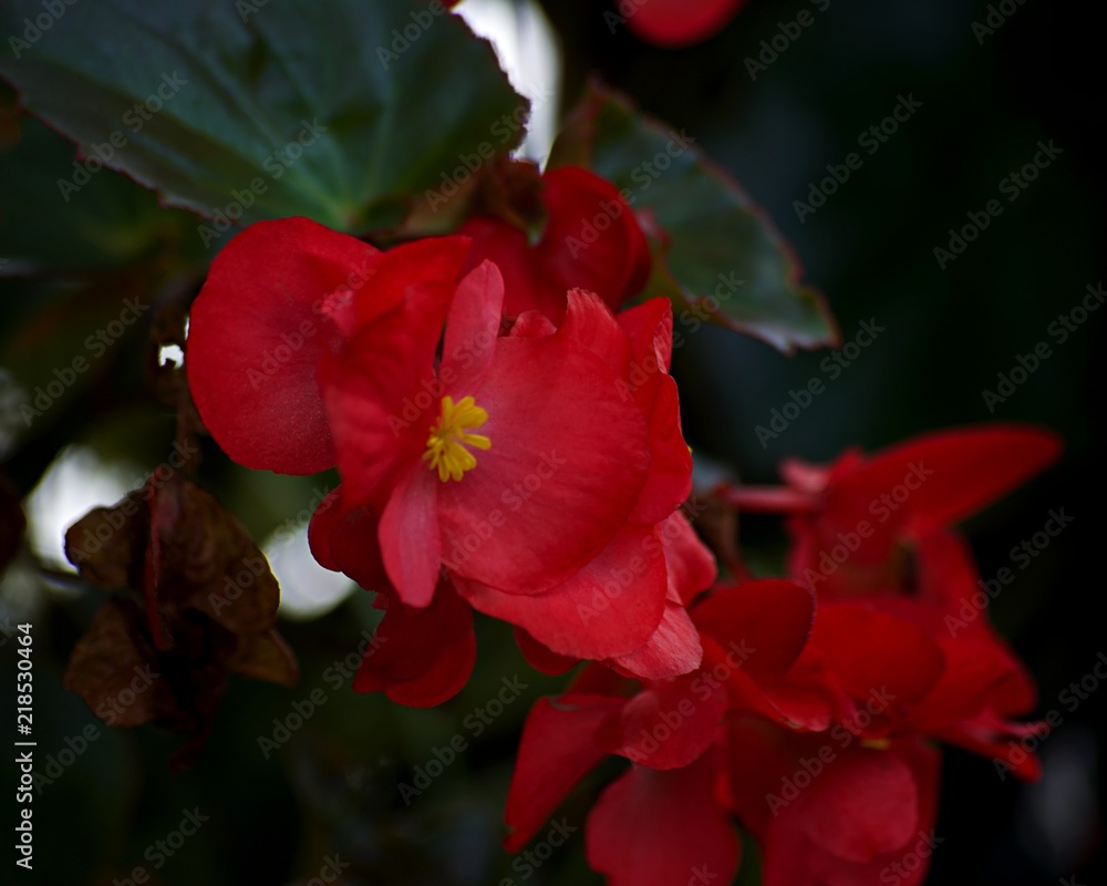 Red Flower With Yellow Center