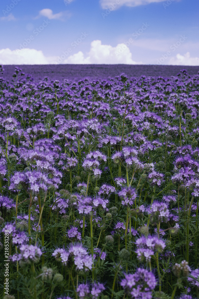Fototapeta premium Purple field