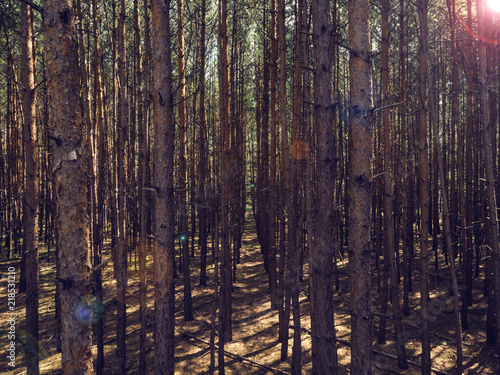 Viev trough dense pine forest