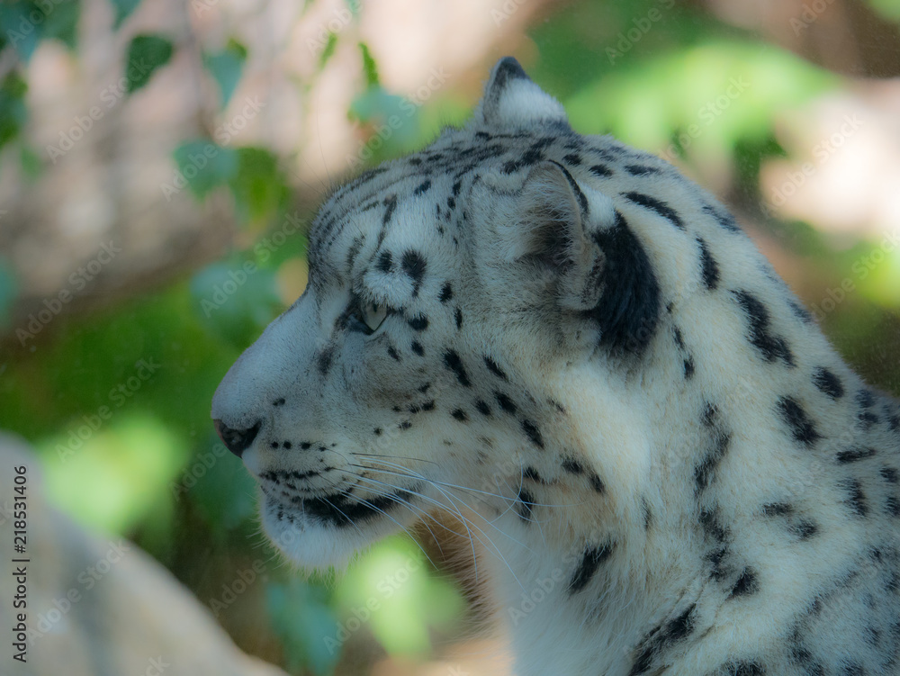 Obraz premium Pantera śnieżna