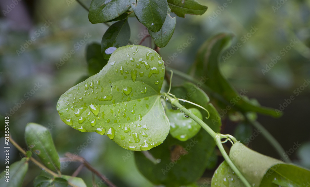 Greenbrier leaf detail with dew or rain drops Greenbrier leaf detail with dew or rain drops