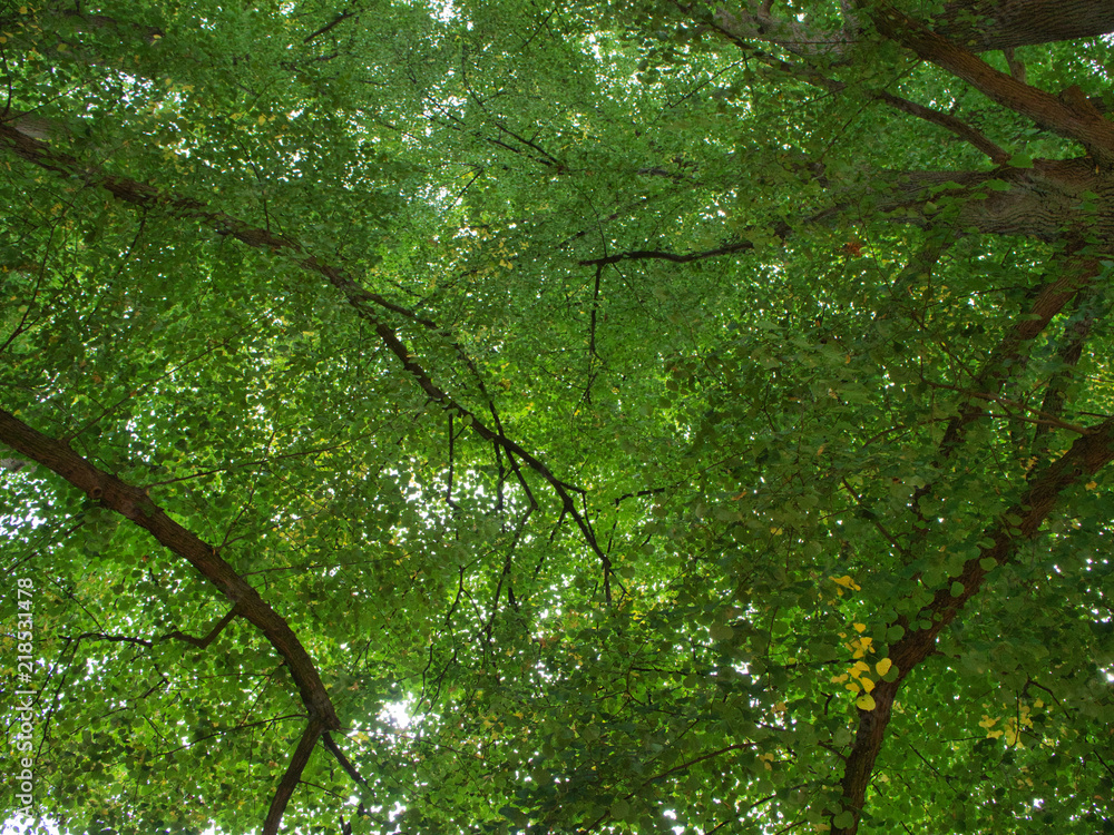 Fototapeta premium treetops above me