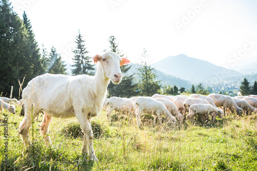 Fototapeta Naklejka Na Ścianę i Meble -  Young lamb looking at camera