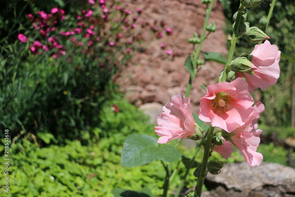 Jardin du Haut-Kœnigsbourg