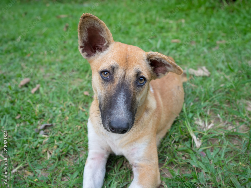 Traditional dog in Thailand is looking at the camera. Traditional dog in Thailand is looking at the camera.