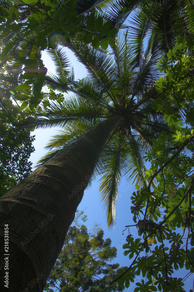 Fototapeta premium Look up to see the coconut tree in the park