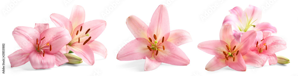 Obraz premium Zestaw z pięknymi liliami na białym tle
