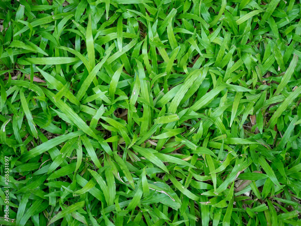 Closed up of green grass texture background. Closed up of green grass texture background.