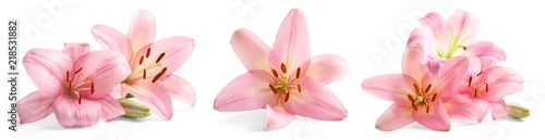 Panel kuchenny z motywem Set with beautiful lilies on white background