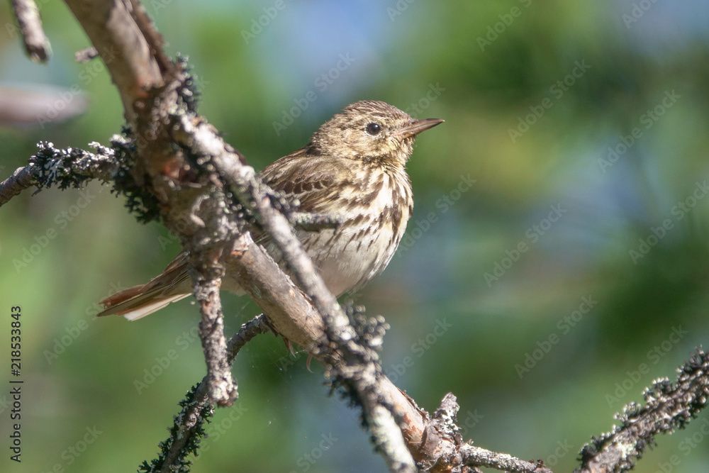 Tree pipit Tree pipit