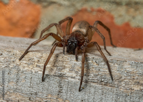 Drassodes species ground spider