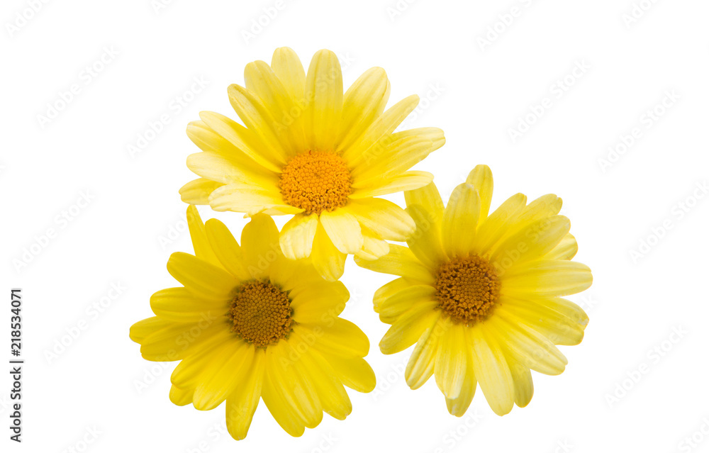 yellow flower isolated yellow flower isolated