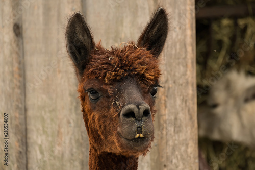 Alpaca