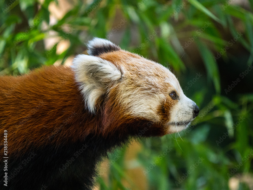 Fototapeta premium Panda roux