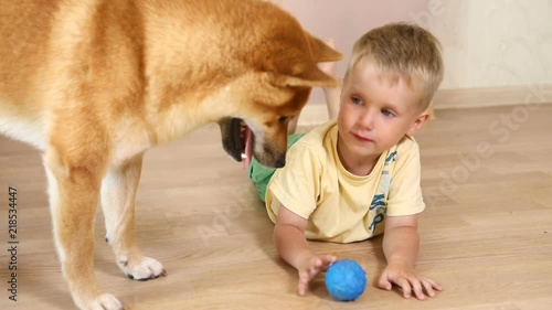 Laughing little baby boy with his best friend Shiba Inu dog playing with ball at home photo