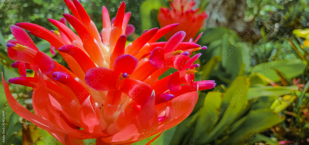 PUERTO DE LA CRUZ, TENERIFE / SPAIN, Red tropical flowers PUERTO DE LA CRUZ, TENERIFE / SPAIN, Red tropical flowers