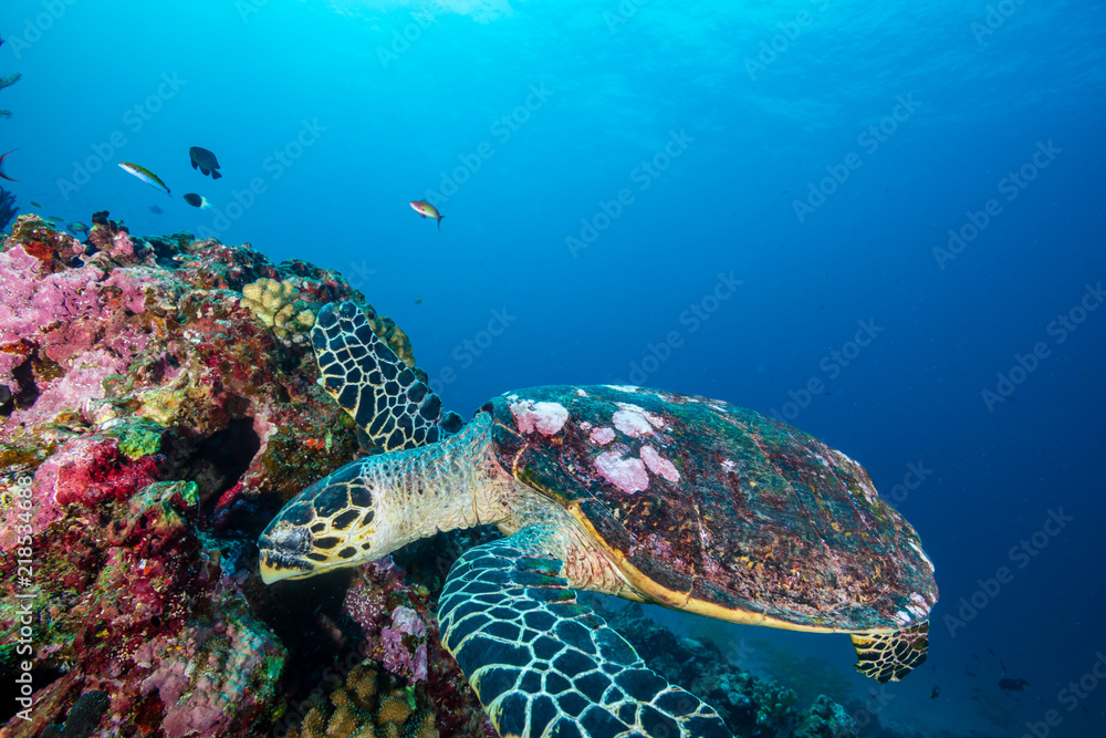 Fototapeta premium A Hawksbill Sea Turtle surrounded by tropical fish feeding on a coral reef