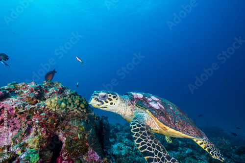 Fototapeta Naklejka Na Ścianę i Meble -  A Hawksbill Sea Turtle surrounded by tropical fish feeding on a coral reef