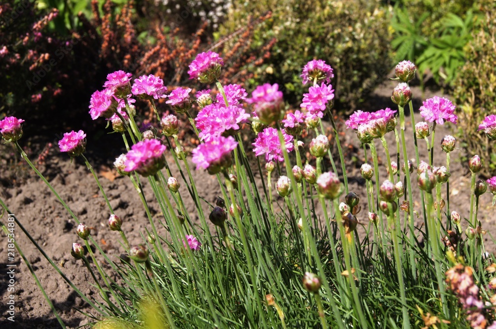 blume, natur, pflanze, garden, green, feld, lila, sommer, pink, frühling,  lavendel, gras, blühen, aufblühen, flora, wiese, floral, schönheit, schön,  close up, gewürz Stock Photo | Adobe Stock