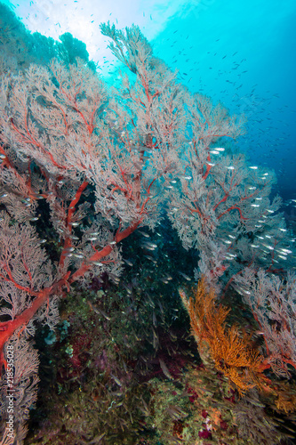 A vividly colored tropical coral reef system in Asia