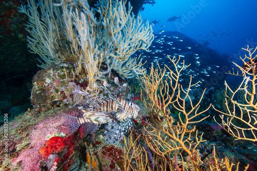 Colorful Lionfish on a tropical coral reef