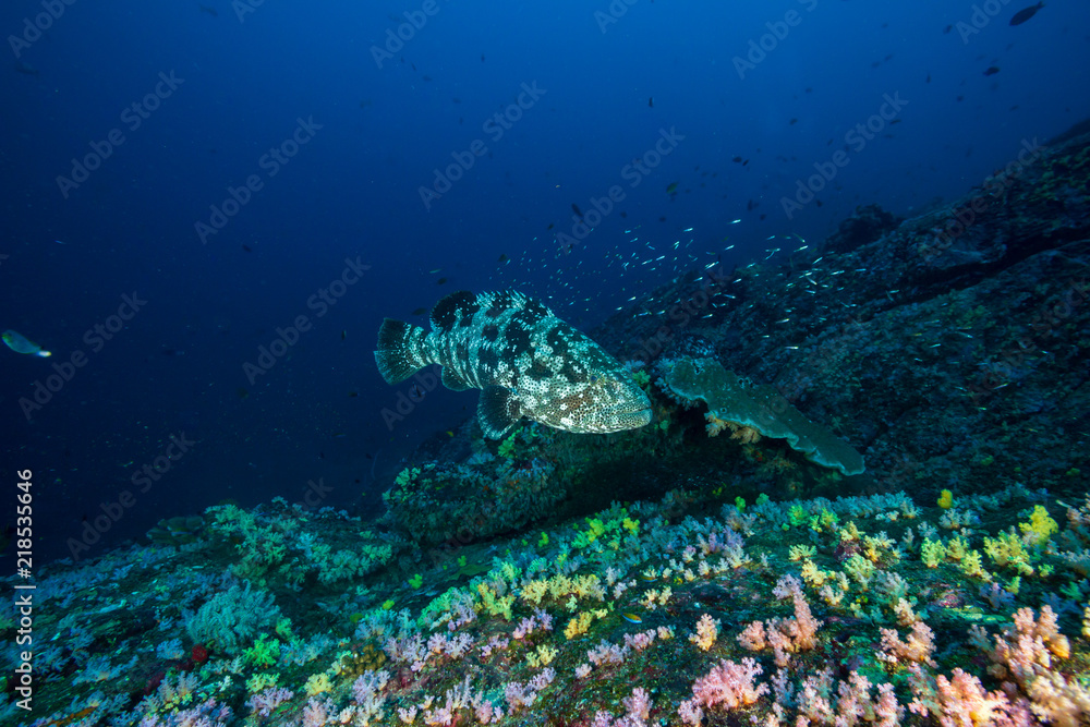 Fototapeta premium A huge Marble Grouper on a dark, colorful tropical coral reef