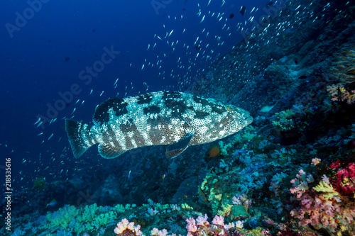 A huge Marble Grouper on a dark, colorful tropical coral reef