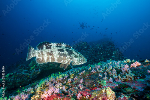 A huge Marble Grouper on a dark, colorful tropical coral reef