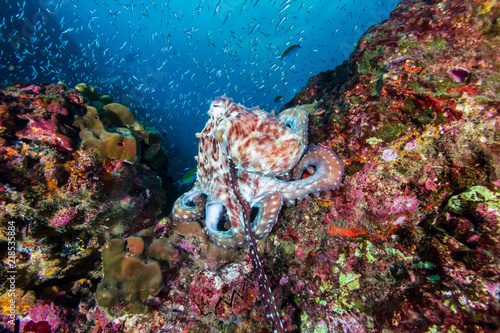 A pair of mating Octopus on a beautiful, colorful tropical coral reef at dusk
