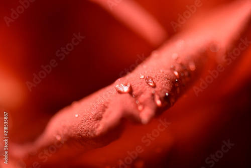 Rain drops at beautiful red rose  close up