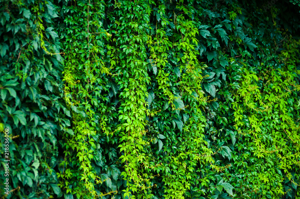 Flora deciduous forests Flora deciduous forests