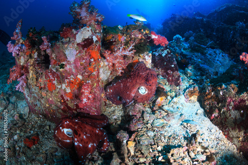 A pair of mating Octopus on a deep, dark, tropical coral reef