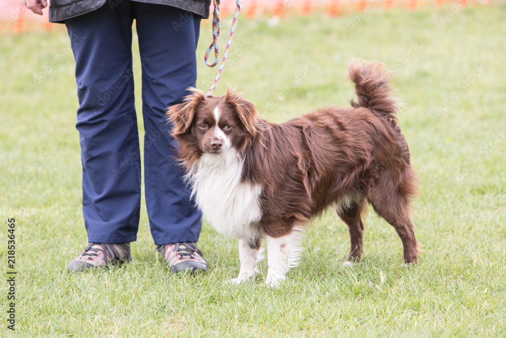 Portrait of Continental Toy Spaniel dog living in belgium Portrait of Continental Toy Spaniel dog living in belgium