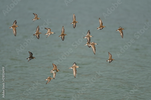 Western Sandpipers flying over the lake.
