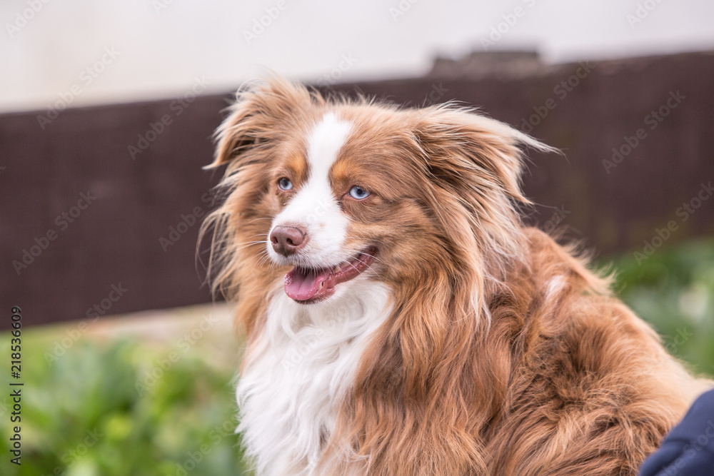 Portrait of Continental Toy Spaniel dog living in belgium