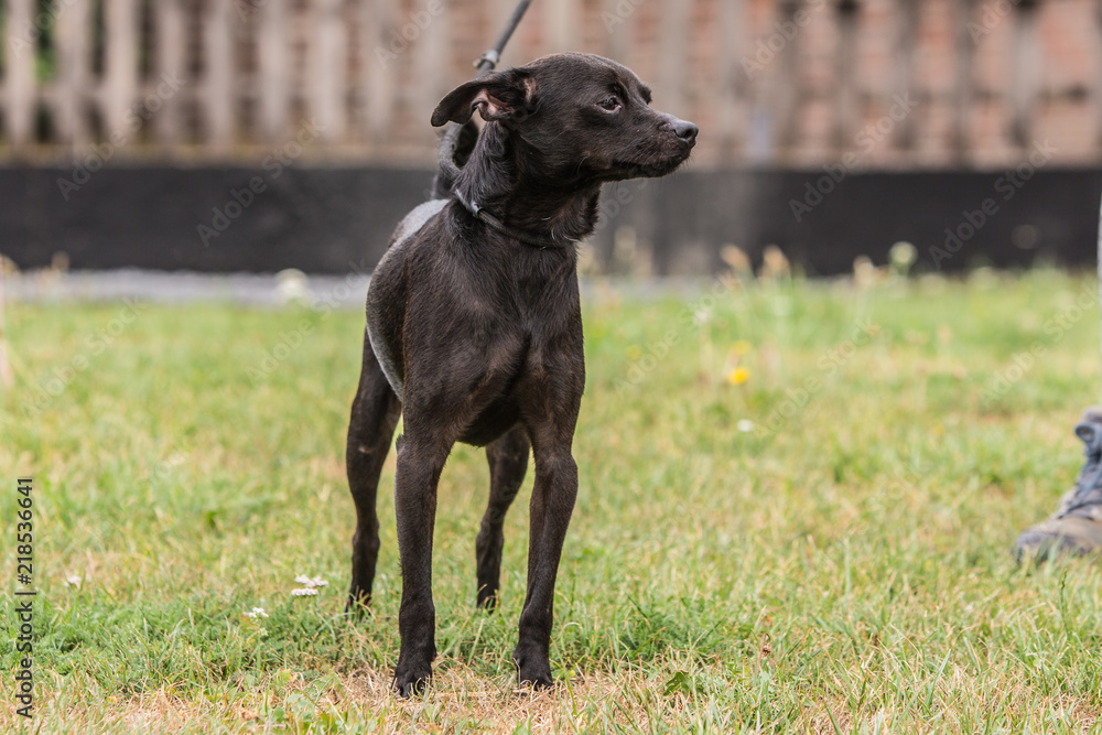 Portrait of pincher dog living in belgium Portrait of pincher dog living in belgium