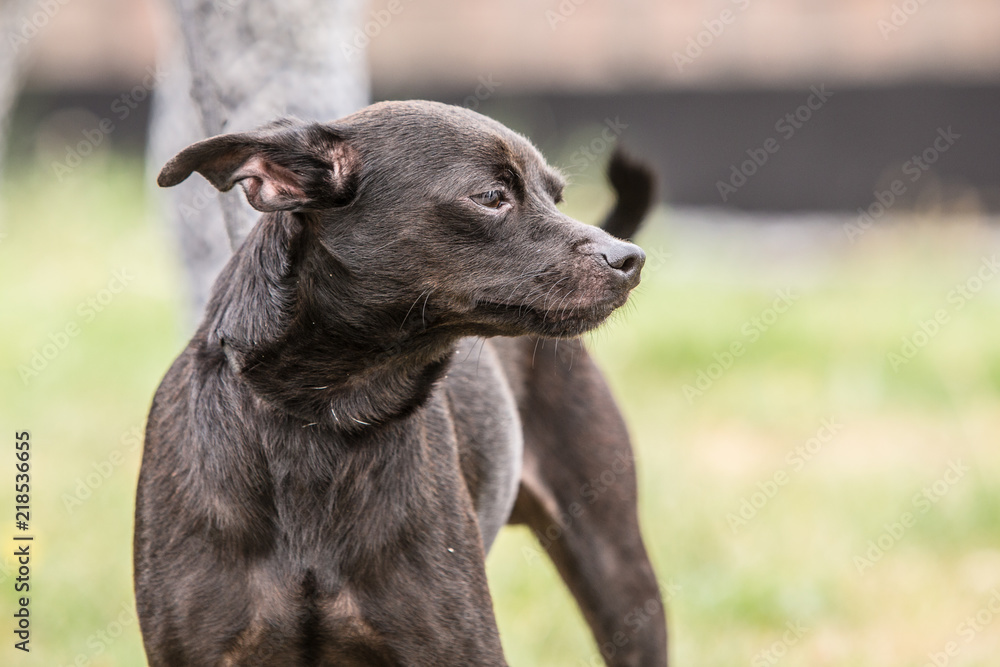 Portrait of pincher dog living in belgium