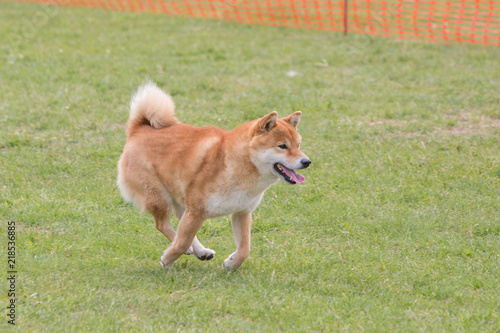 Portrait of shiba inu living in belgium