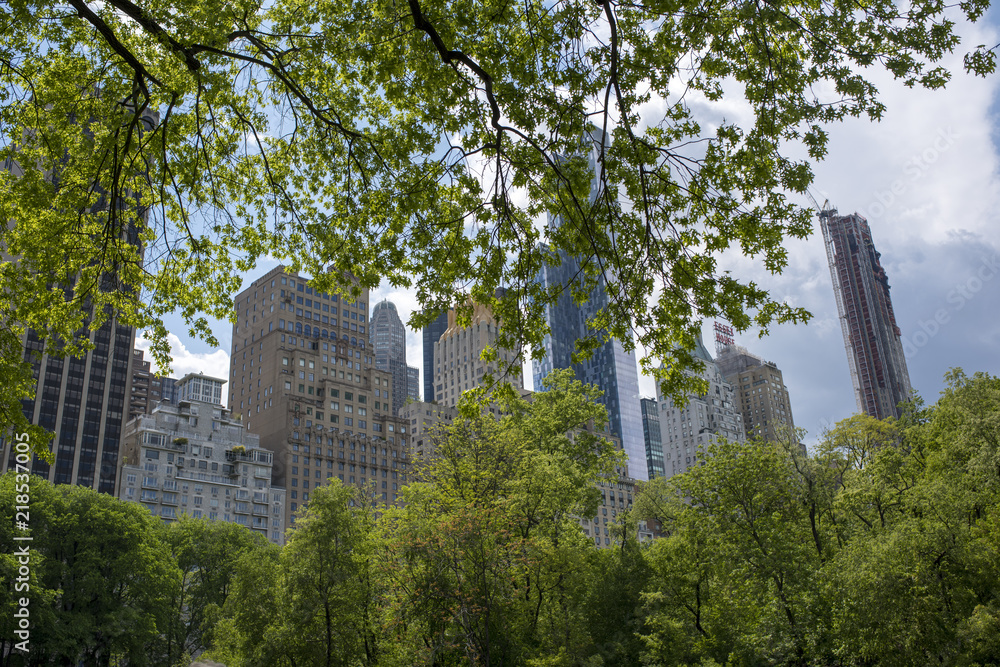 Central park trees with the NYC skyline