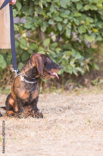 Portrait of  dachshund dog living in belgium